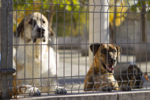 perros en busca de una familia