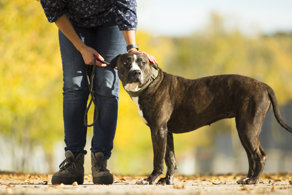 perro en busca de cariño