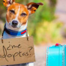 Adoptar: La alternativa solidaria a la compra de animales