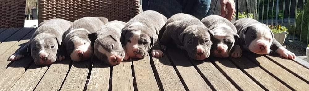 american bully, cachorros, perro potencialmente peligroso, 