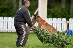 Unidades Caninas Ejército, Policía y SAMUR