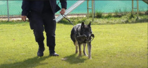 Unidades Caninas Ejército, Policía y SAMUR