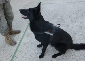 Unidades Caninas Ejército, Policía y SAMUR