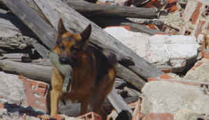 Unidades Caninas Ejército, Policía y SAMUR