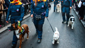 Unidades Caninas Ejército, Policía y SAMUR