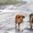 El hogar de las mascotas abandonadas