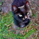 gato negro ojos verdes cesped GFAM adopción nuria fernandez muriel