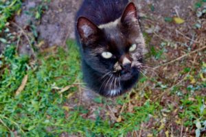 gato negro ojos verdes cesped GFAM adopción nuria fernandez muriel