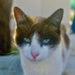 gato blanco ojos azules GFAM nuria fernandez muriel