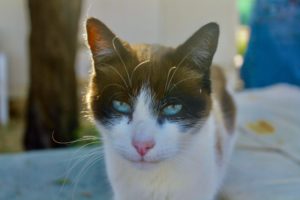 gato blanco ojos azules GFAM nuria fernandez muriel
