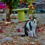 gato blanco manchas parking frutas GFAM nuria fernandez muriel