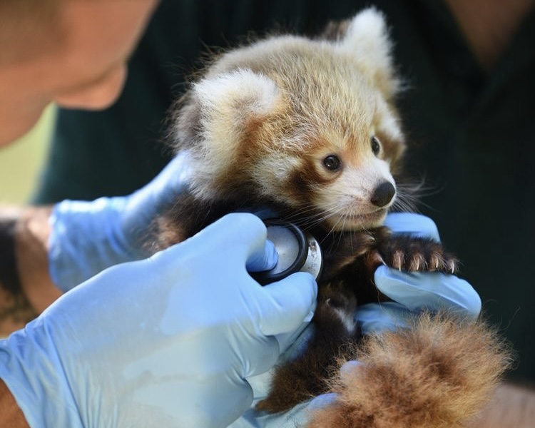 Animal, veterinario, zoo, zoológico, parque de animales, cuidadores, controversia, opinión