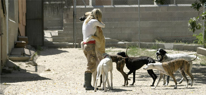 Adopción, abandono animal, refugios de animales, campañas de protección animal, ley de protección animal, concienciación