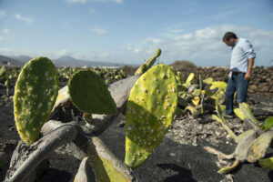 La cochinilla invade las tundras que decoran los campos del archipiélago