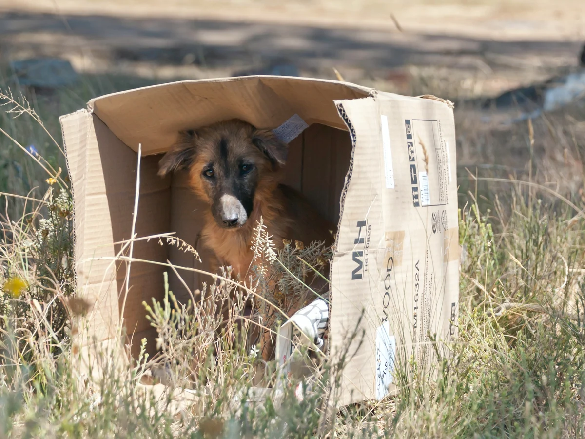 Adopción, abandono animal, refugios de animales, campañas de protección animal, ley de protección animal, concienciación