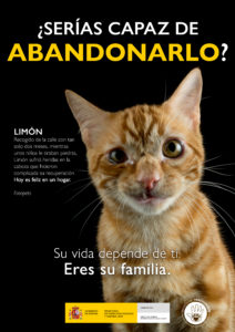 Gato, campaña, abandono,