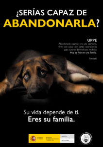 Perro, campaña, abandono, animales