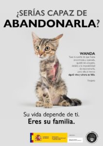 Gata, abandonada, campaña