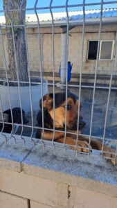 perros, abandono, asociaciones, compañeros, familia