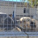 Olvidados y desprotegidos: la cara más triste de las mascotas en España