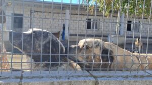 perros, abandono, asociaciones, compañeros, familia