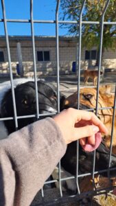 perros, abandono, asociaciones, compañeros, familia