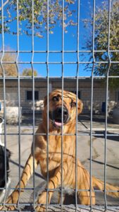 perros, abandono, asociaciones, compañeros, familia