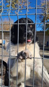 perros, abandono, asociaciones, compañeros, familia